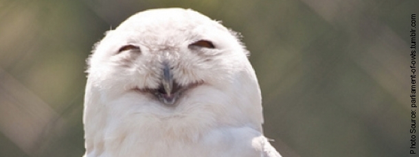 Overly Pleased Owl