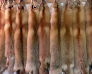 Should we bring back the fur trade?
