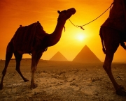 Pyramids at sunset with camel
