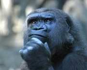 Thoughtful gorilla