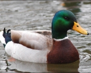 generic duck