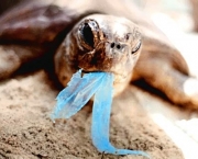 Turtle with plastic bag