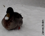a very cold duck