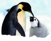 penguin parent