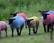 Latitude sheeps