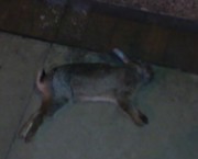 Rabbit dead