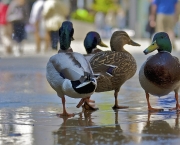 Ducks of York