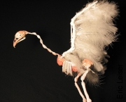 bird puppet