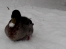 a very cold duck