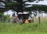 Amish horse and cart