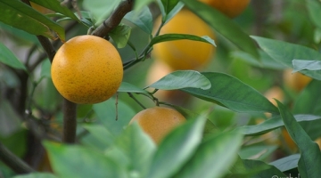 Orange Tree