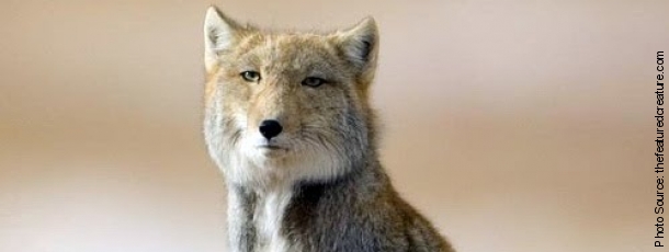 Tibetan Sand Fox