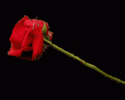 One red rose