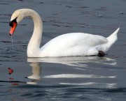 Swan