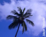 Palm Tree