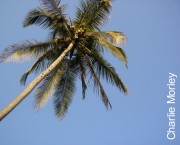 Palm Tree