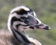 Great Crested Grebe