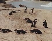 penguins!