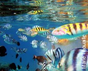 Snorkeling in Tetiaroa