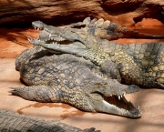 Crocodiles