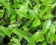 Tea Plant