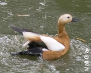 One Golden Shelduck