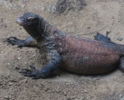 Komodo dragon