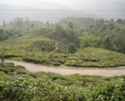 Darjeeling tea plantation