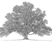 Family Tree