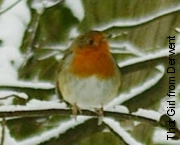 Robin