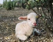 lamb