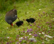 Coots at York Uni