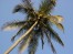 Palm Tree