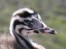 Great Crested Grebe