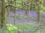 Bluebell woods