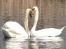 Swan couple