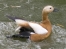 One Golden Shelduck