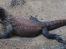 Komodo dragon