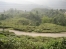 Darjeeling tea plantation