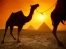 Pyramids at sunset with camel