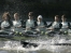 Oxford vs. Cambridge boat race