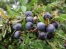 Sloes