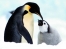 penguin parent