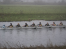 women's second VIII