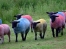 Latitude sheeps