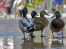 Ducks of York